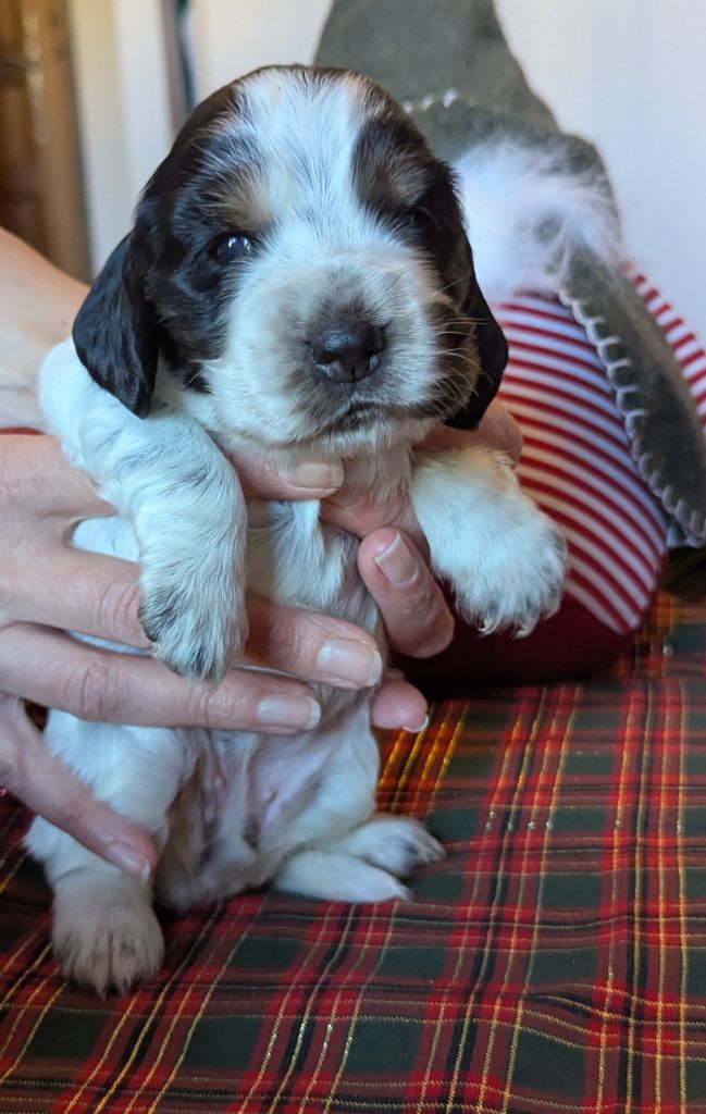 Domaine D'ostrale - Chiot disponible  - Cocker Spaniel Anglais