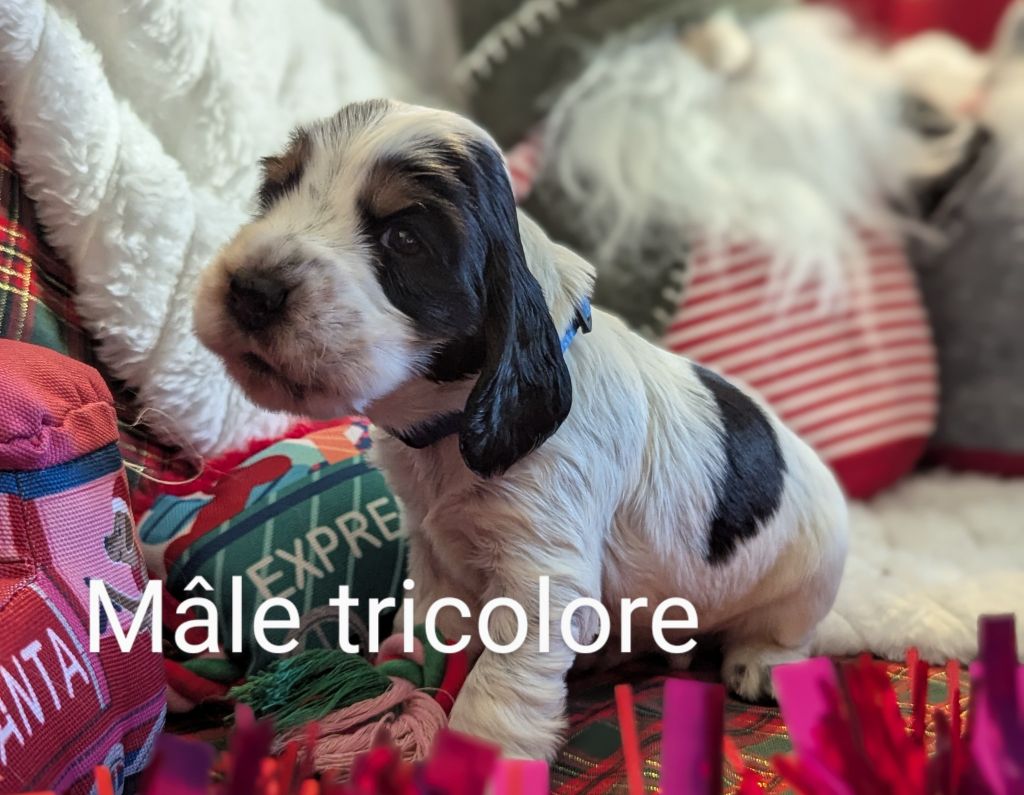 Domaine D'ostrale - Chiot disponible  - Cocker Spaniel Anglais