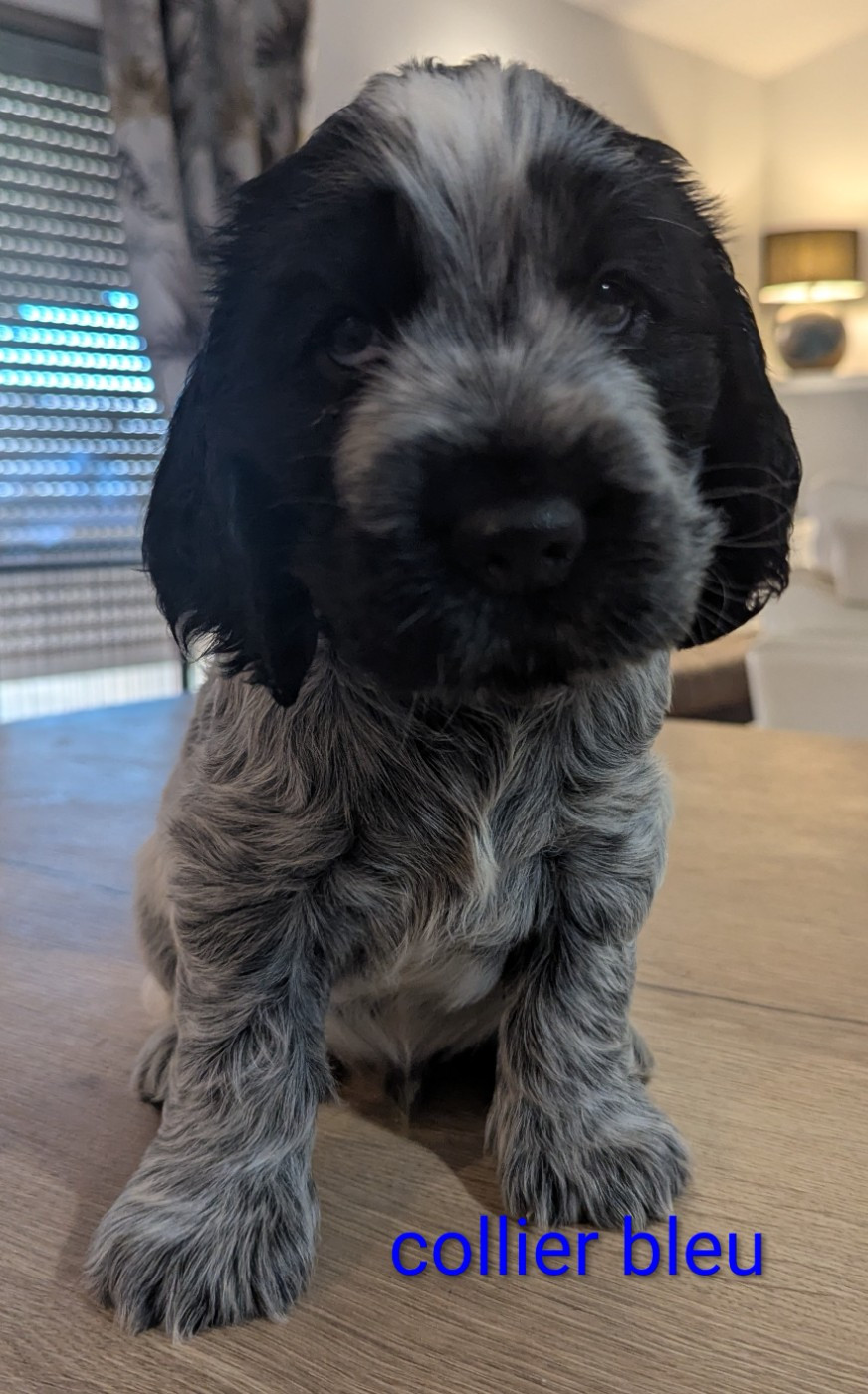 CHIOTS DISPONIBLES MI AOUT 2026