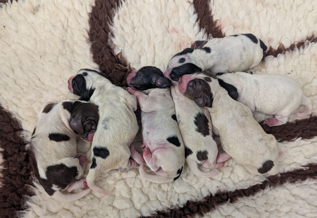 Les bébés sont nés 