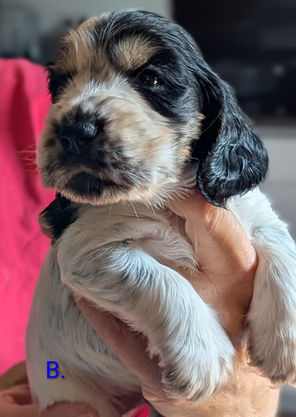 Domaine D'ostrale - Chiots disponibles - Cocker Spaniel Anglais