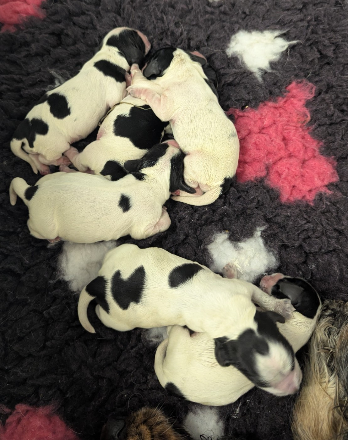 Domaine D'ostrale - Chiots disponibles - Cocker Spaniel Anglais