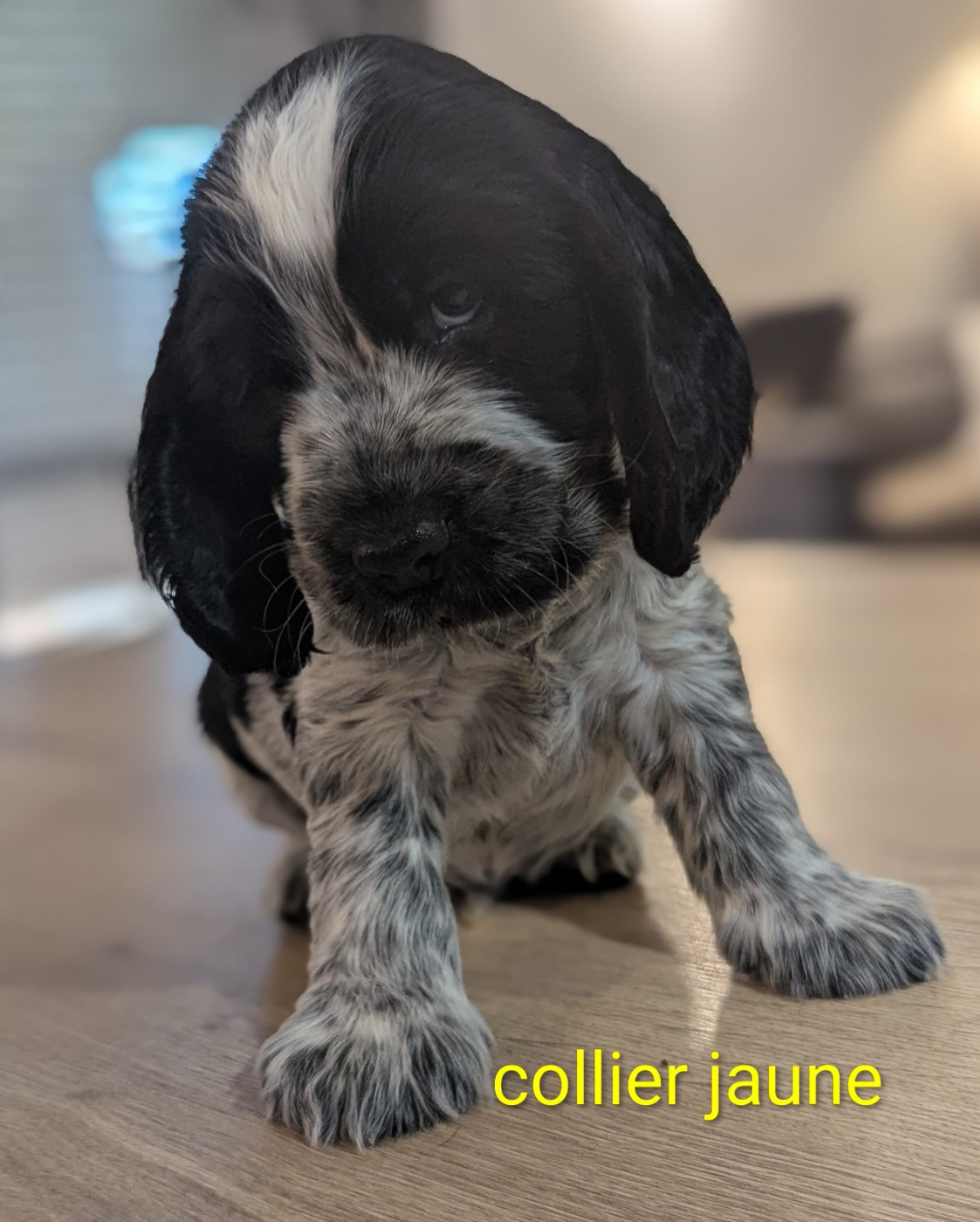 Domaine D'ostrale - Chiots disponibles - Cocker Spaniel Anglais