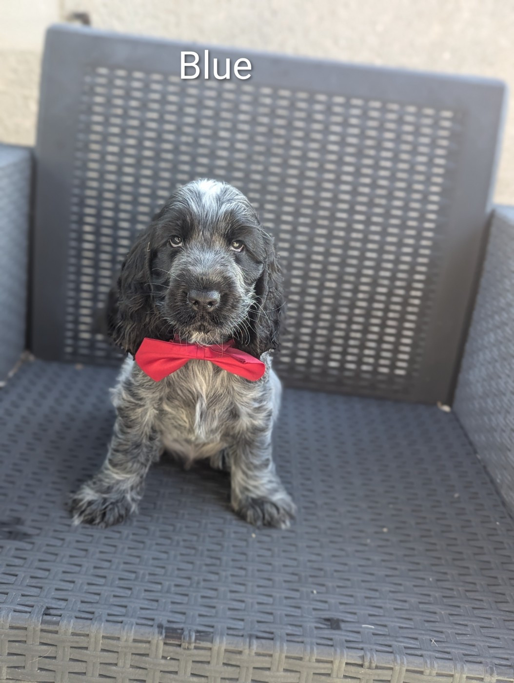 Domaine D'ostrale - Chiots disponibles - Cocker Spaniel Anglais