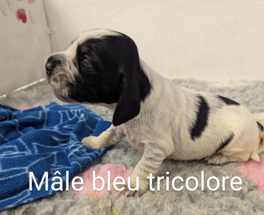 Domaine D'ostrale - Chiots disponibles - Cocker Spaniel Anglais