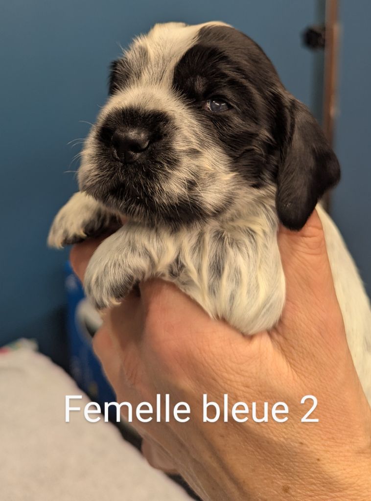 Domaine D'ostrale - Chiots disponibles - Cocker Spaniel Anglais
