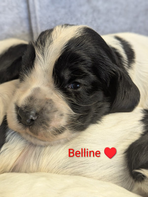 Belline
