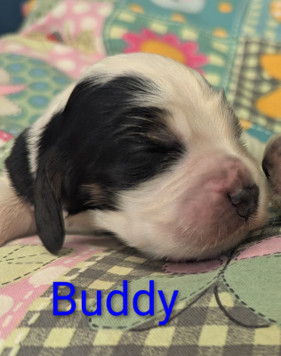 Buddy