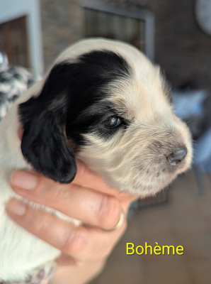 Bohème