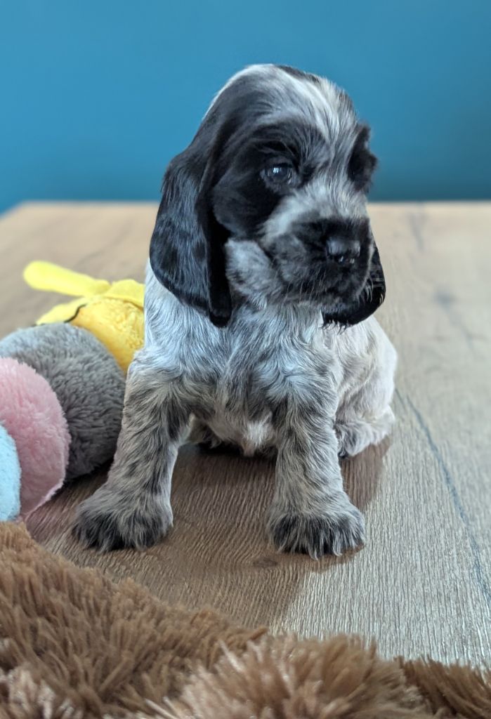 Domaine D'ostrale - Chiots disponibles - Cocker Spaniel Anglais
